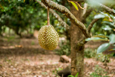 Fresh durian on tree in Thailand fruit farmの写真素材