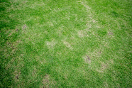 green grass textureの写真素材