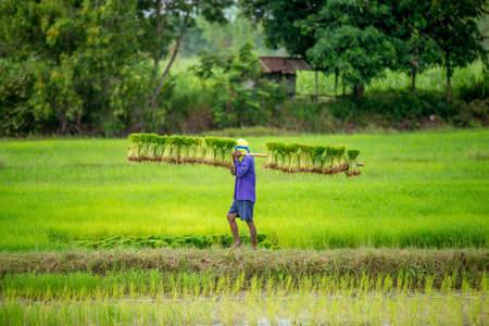 farmers bearing the seedlings in rice fieldの写真素材
