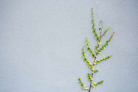 Ivy plant on grey cement wallの写真素材