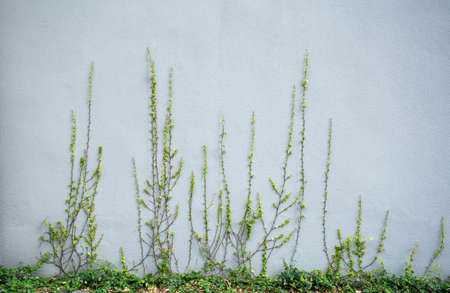 Ivy plant on grey cement wallの写真素材