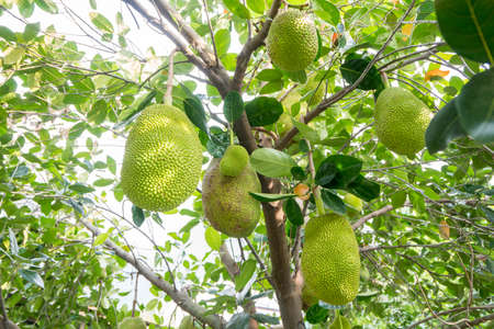 lots of tropical jackfruit on the treeの写真素材
