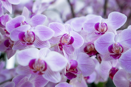 beautiful purple orchid in the flower gardenの写真素材