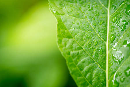 Herbal tree Nan Fui Chao (Vernonia amygdalina)の写真素材