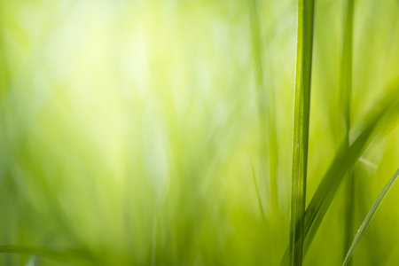 green grass with bright sunlight, green nature background, summer meadow sunriseの写真素材