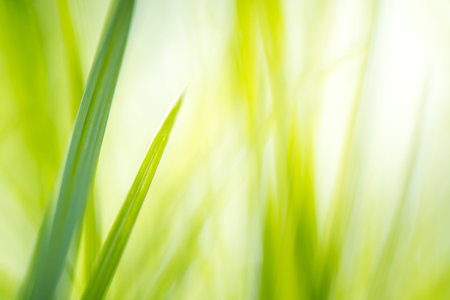 green grass with bright sunlight, green nature background, summer meadow sunrise