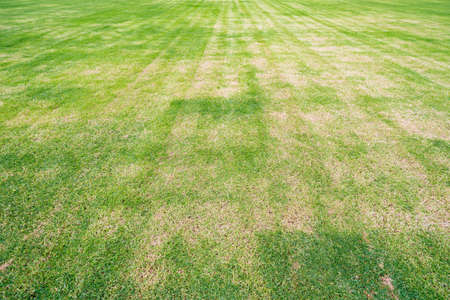 green grass field backgroundの写真素材