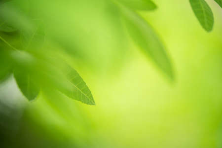green leaf on nature greenery background in gardenの写真素材