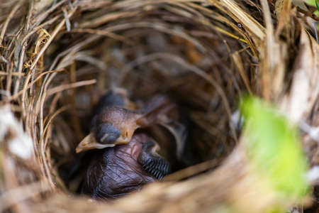 baby birds sleeps in the nestの写真素材