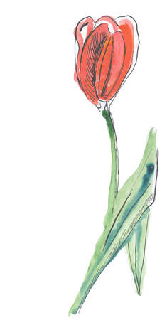 A painting of a tulip, watercolor plus chinese Ink の写真素材