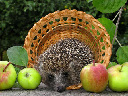 hedgehog with apple harvestの写真素材