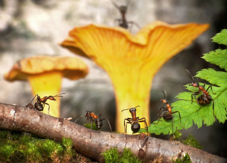 meeting in anthill, pack council. fantasyの写真素材