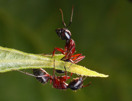 garden ants sitting on a leaf