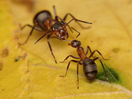 forest ants, worker and soldierの写真素材