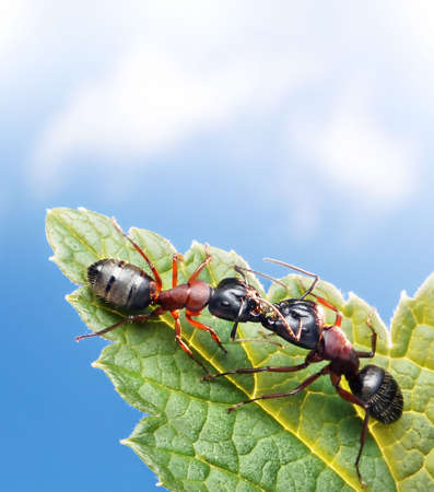 ants kissing on leaf under blue skyの写真素材