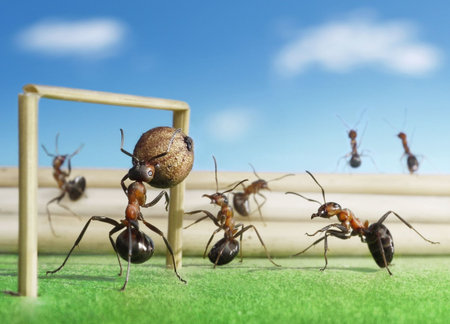 micro football - ants playing soccer with black pepper seed の写真素材