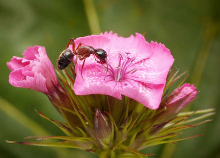 garden ant enjoys flower of turkish pinkの写真素材