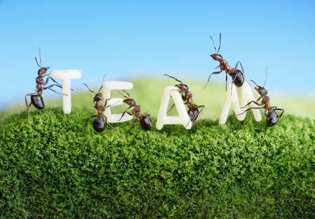 ants constructing word team with letters , teamwork conceptの写真素材