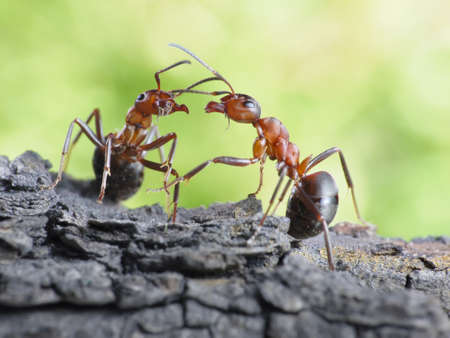communication  of ants formica rufa, dialog, linksの写真素材