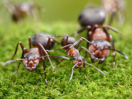 ants always mean family relationsの写真素材