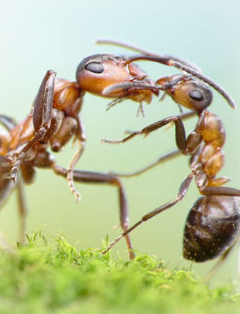 ants formica rufa, mother love conceptの写真素材