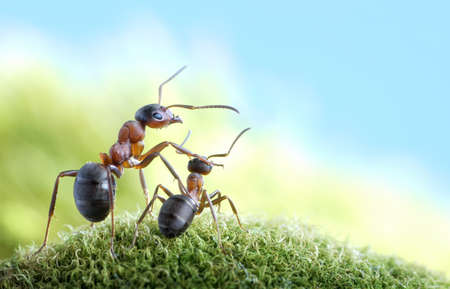 ants, on child care and protection, conceptの写真素材