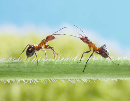 two ants meeting on grassの写真素材