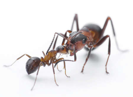 ans feeding, formica rufa look after posterityの写真素材