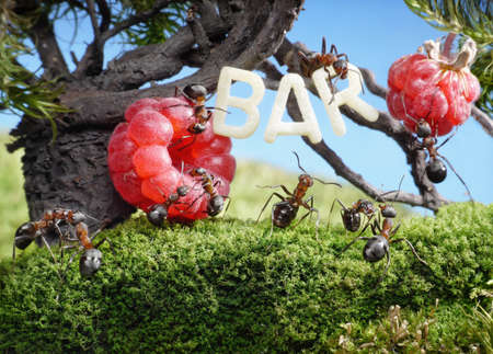 ants enjoy juicy fruits, fresh juice bar in anthillの写真素材