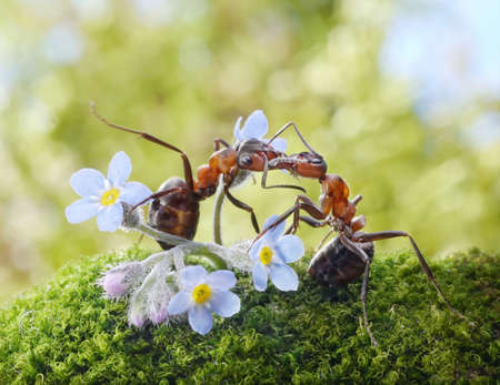 ants formica rufa kissing in flowers, actually feedingの写真素材