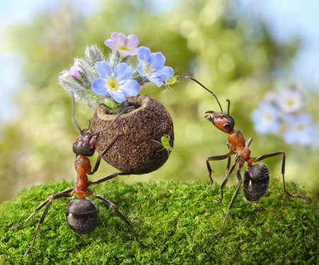ant gives flowers with sweets, juicy greenflies, ants talesの写真素材