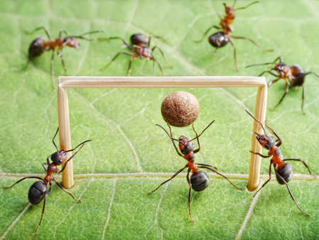 goal keeper in gate, team of ants play soccerの写真素材