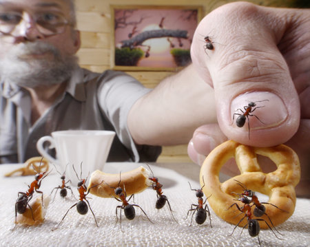 human rewards ants with bake, ant tales