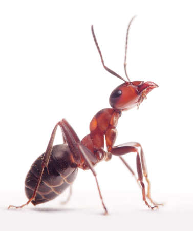  proud ant formica rufa       の写真素材