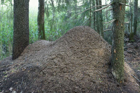 anthill of red forest ants formica rufaの写真素材
