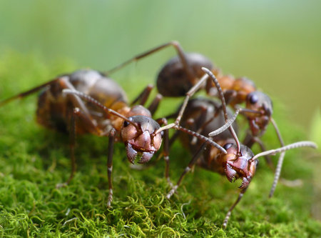 three red ants formica rufaの写真素材