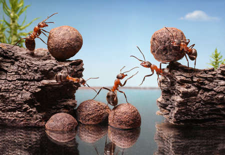 team of ants work constructing dam, teamworkの写真素材