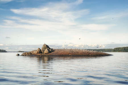 flock of gulls at submarine shaped granite island. Clean nordic nature of Baltic sea, gulf of Finlandの写真素材