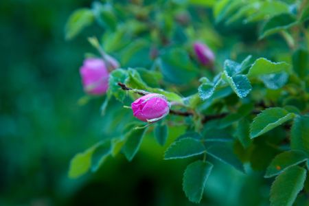 dog rose with dew in morningの写真素材
