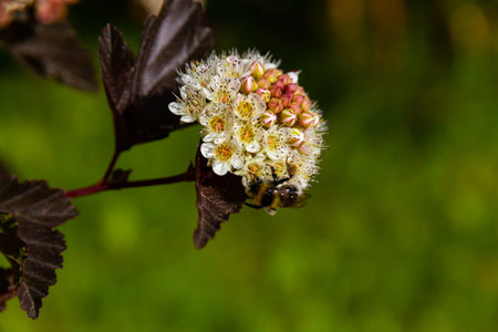 furry bumblebee collects pollen from the flowers of the plant bladderwort on a bright sunny day