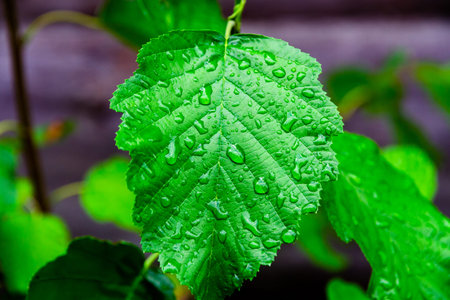 green young birch leaves close up with raindrops on a bright sunny day