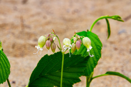 wild-growing forest bell on a long stem amid sand and green leaves