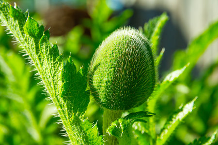 young unopened poppy buds on a background of green leaves on a bright sunny summer dayの写真素材