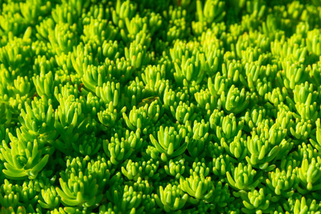 young green facade grass in the yard on a bright sunny summer day