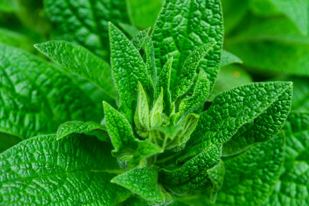 young green leaves of a wild plant in the forest in the bright sun in springの写真素材