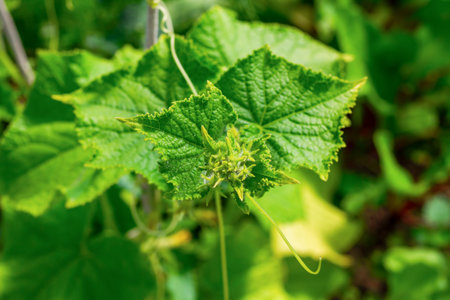 young green cucumbers on a background of bright leaves in a greenhouse ripen in spring