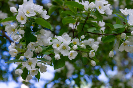 blooming apple tree with white young petals and green foliage on a bright sunny summer day against the blue skyの写真素材
