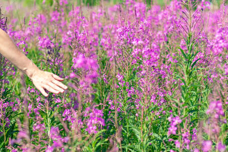 Woman's hand in a field of flowers on a hot summer day. Selective focus. Close-upの写真素材