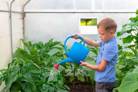 A preschool boy with a neat hairstyle in a blue shirt watering cucumber and tomato plants in a greenhouse. Selective focus. Portraitの写真素材
