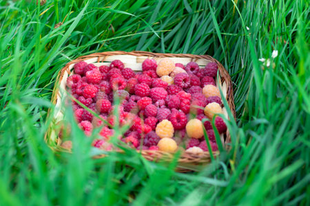 Fresh fragrant tasty red and yellow raspberries in a basket on a background of green grass....